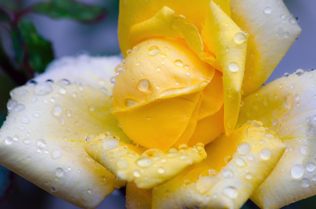 Free Rose Yellow photo and picture