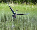 herodias, ardea, catch