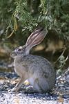 jackrabbit, tailed, black