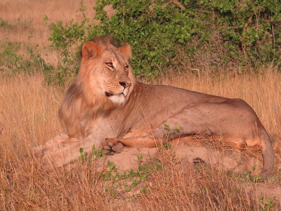 Kostenloses Foto L we Savanne Raubtier Afrika Kostenloses Bild 