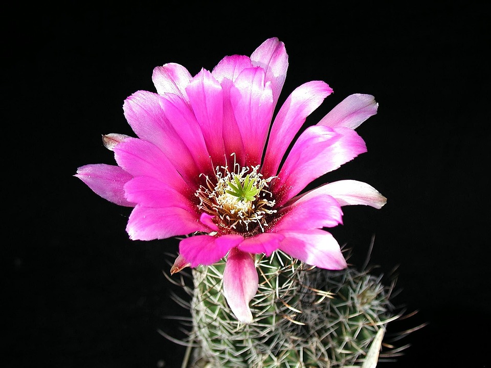 Free photo Cactus, Blossom, Plant, Flower Free Image on Pixabay 386900