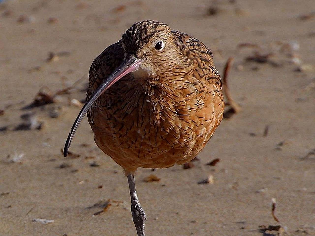 Alpina Calidris Dunlin - Free photo on Pixabay - Pixabay