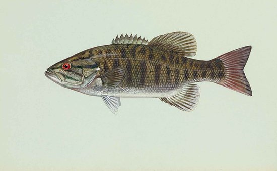 Fish, Smallmouth, Dolomieu, Micropterus