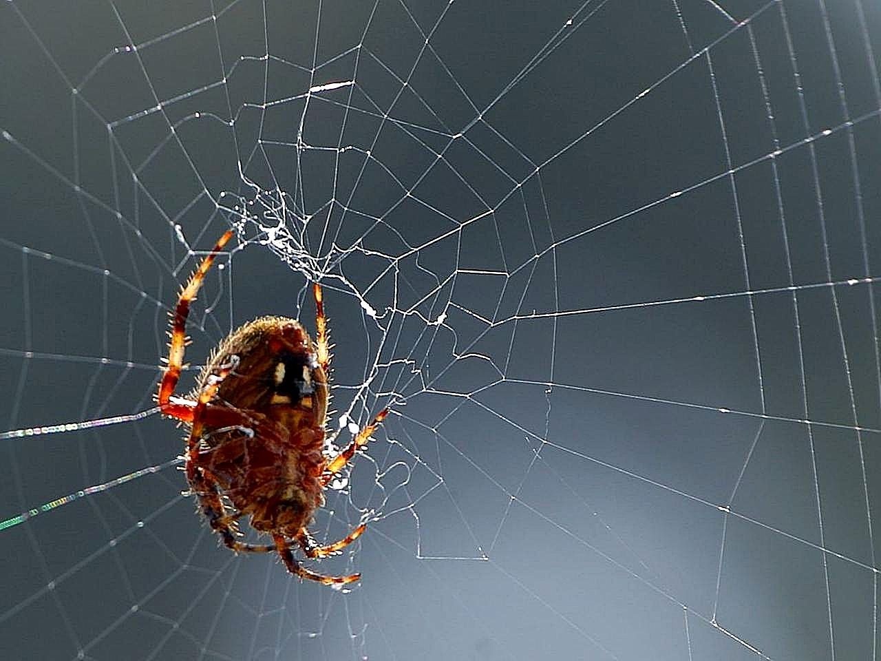 Spider s Spiders Bugs Free photo on Pixabay Pixabay