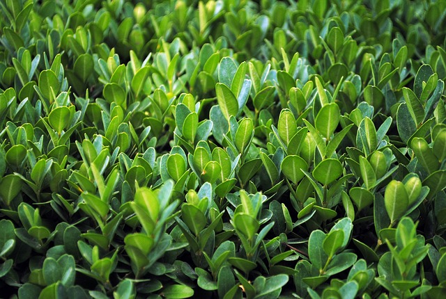 Pflanzen, Grüns, Blätter, Belaubt, Flora