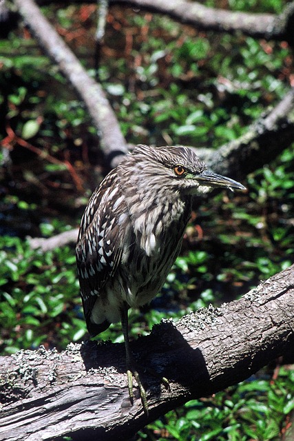 Nacht, Gekrönt, Schwarz, Vogel, Reiher