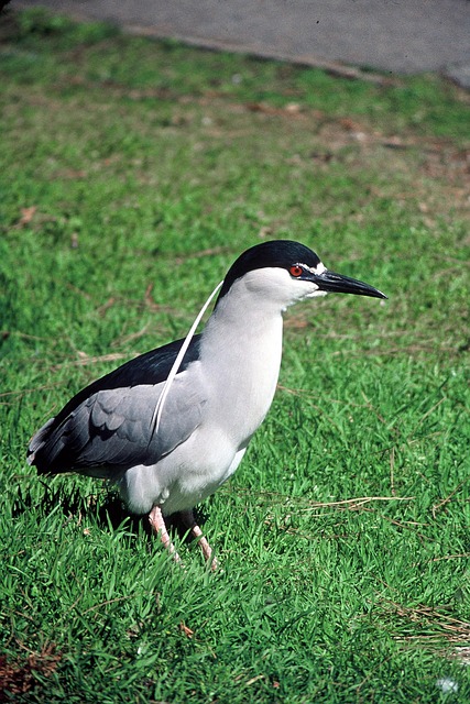 Nacht, Gekrönt, Schwarz, Vogel, Reiher