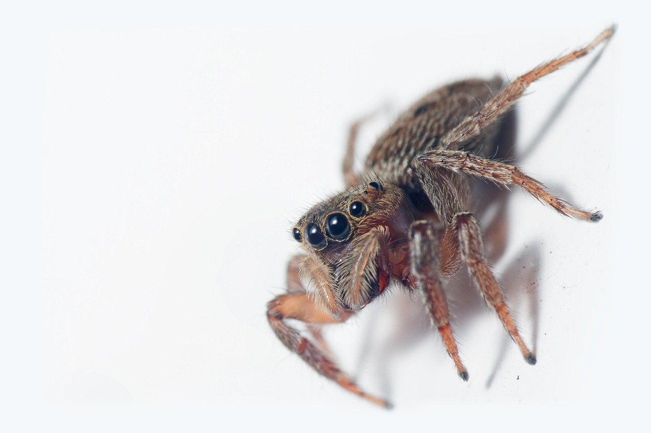 Jumping Spider Araña Animal - Foto gratis en Pixabay - Pixabay
