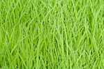 rice field, green, grass