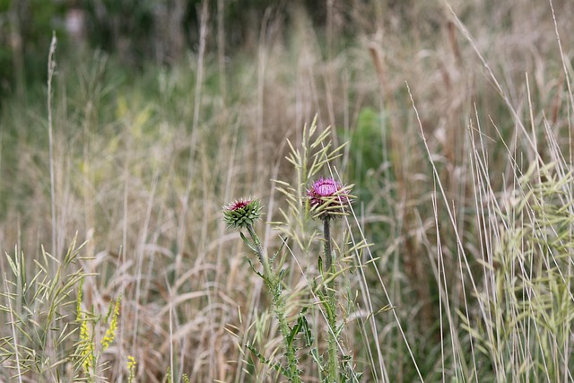 Distel, Wildblumen, Natur, Pflanze