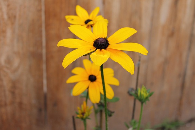Sonnenhut, Sonnenblume, Blume, Gelb