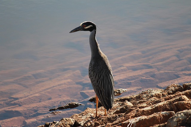 Kran, Vogel, Natur, Tier, Isoliert