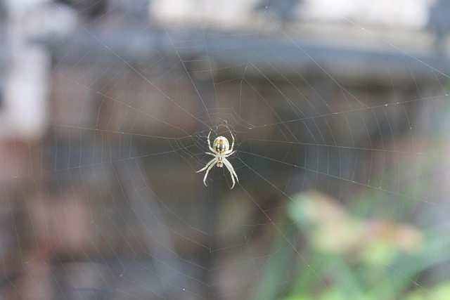 Spinnennetz, Spinne, Netz, Garten, Natur