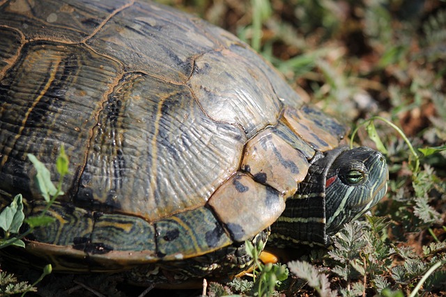 Schildkröte, Reptil, Hülse, Tierwelt