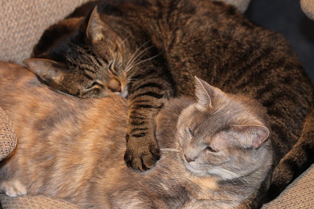 Katzen, Geschwister, Haustier, Niedlich