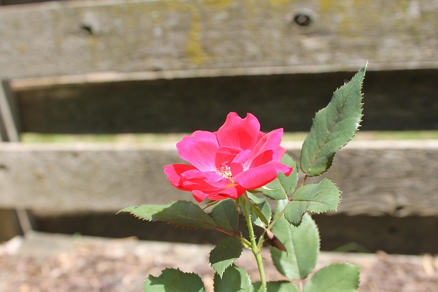 Blume, Rose, Liebe, Blumen, Schöne