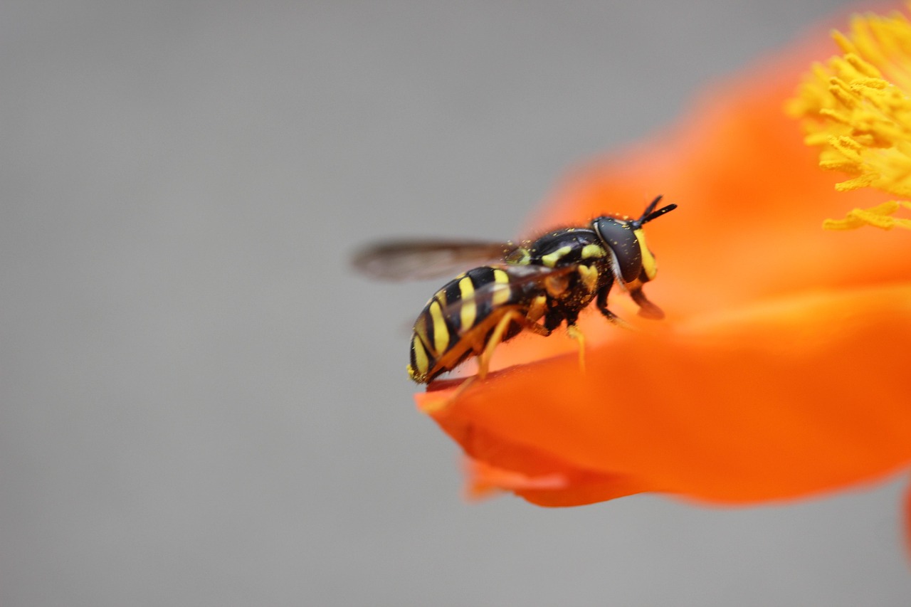 Poppy Insect Wasp Poppy Insect - Free photo on Pixabay - Pixabay