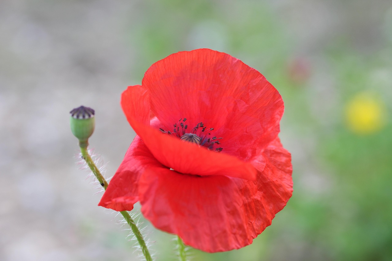 罂粟 罂粟花 虞美人 - Pixabay上的免费照片 - Pixabay