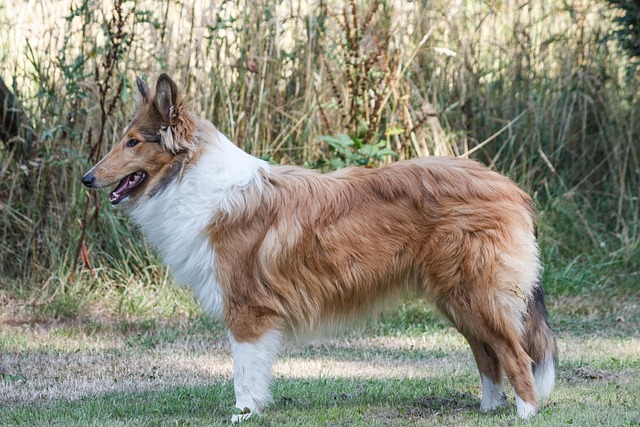 Collie, Hund, Haustier, Tier