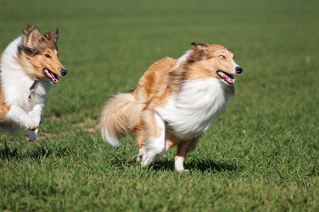 Collies, Hunde, Rennen, Spielen, Jagen