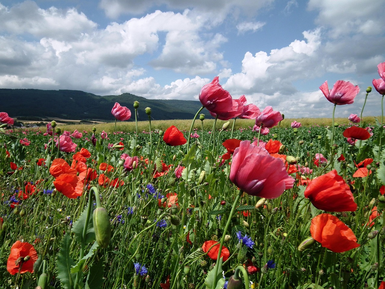 Mohnfeld Mohn Klatschmohn - Kostenloses Foto auf Pixabay - Pixabay