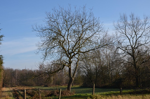 Free Orchard Fruit Tree photo and picture