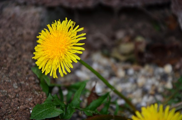 Free Dandelion Nature photo and picture