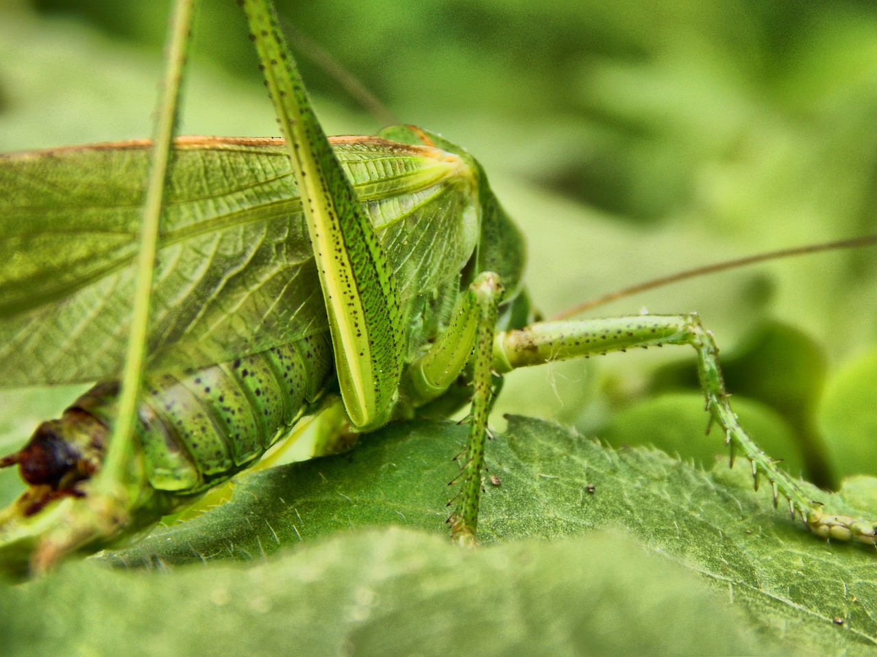 Grasshopper Insect Feelers - Free photo on Pixabay - Pixabay