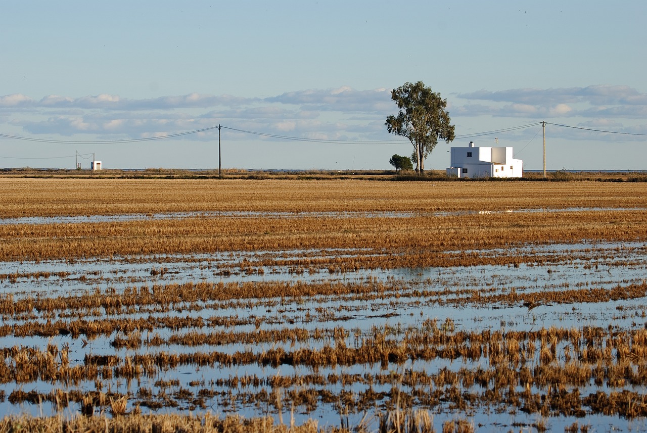 Rice Field - free online jigsaw puzzle photo