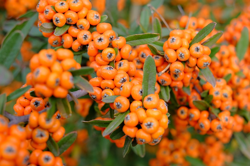 Rowan Berries Berry Orange Free photo on Pixabay Pixabay