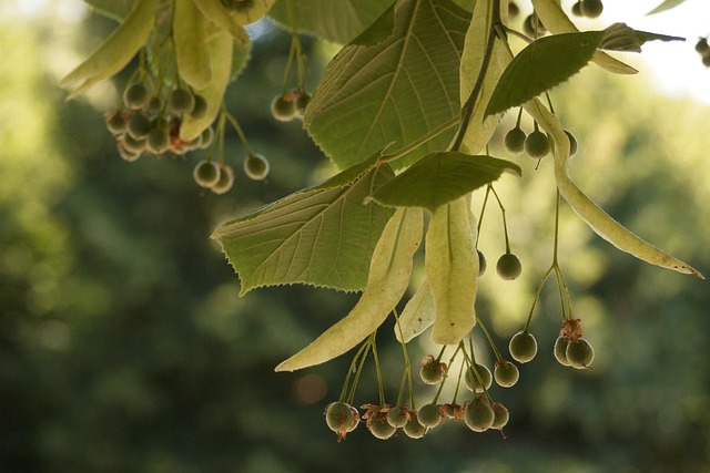 Free Lime Tree photo and picture