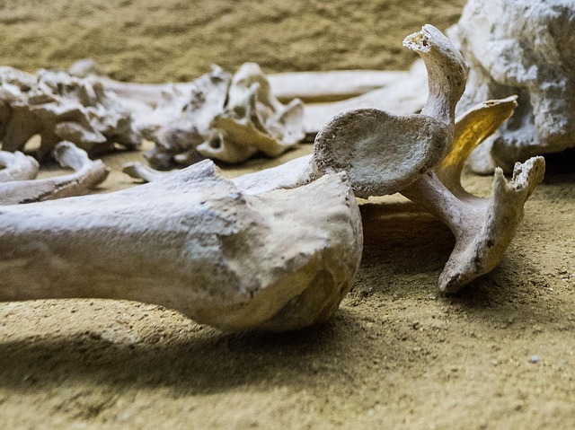 Free Skeleton Bone photo and picture