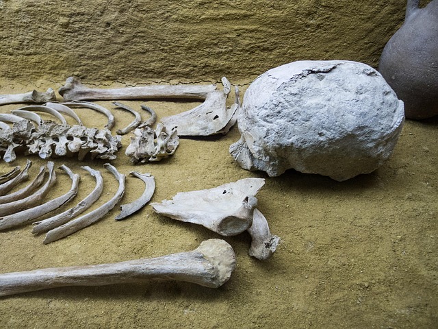 Free Skeleton Bones photo and picture