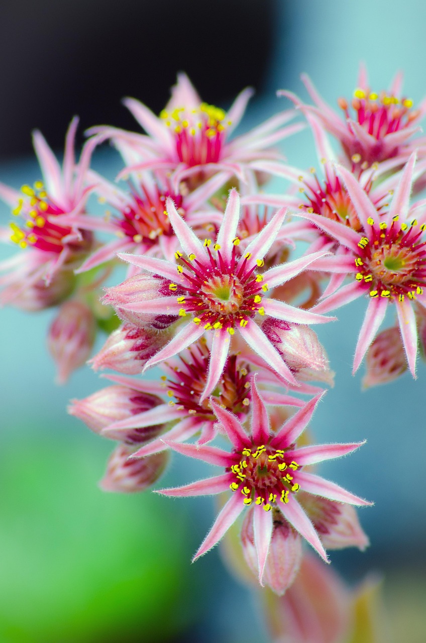 Nature Blossom Bloom - Free photo on Pixabay - Pixabay