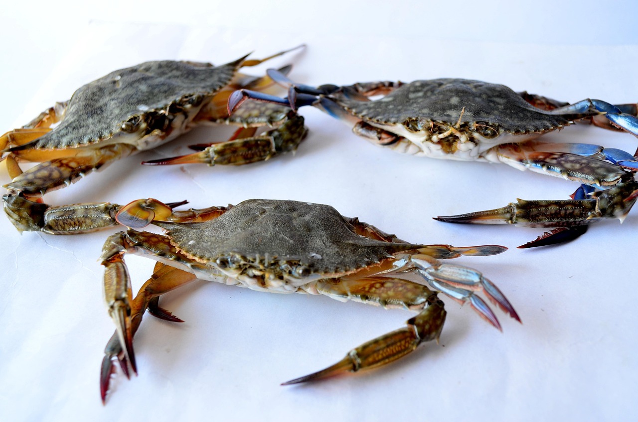 Crabs Sea Food Seafood Free photo on Pixabay Crabs Sea Food Seafood Free photo on Pixabay