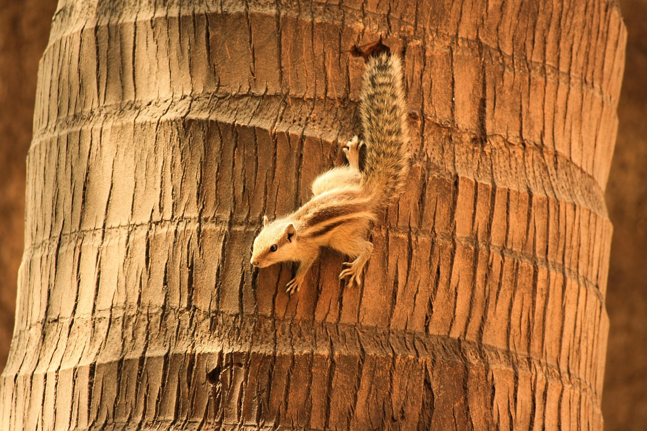Squirrel Palm Tree Climbing Free photo on Pixabay Pixabay