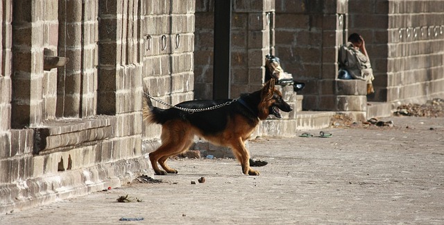 Free Dog Leashed photo and picture