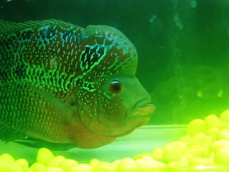 Fish, Green, Aquarium, Fish Tank, Water by PDPics Fish, Green, Aquarium, Fish Tank, Water