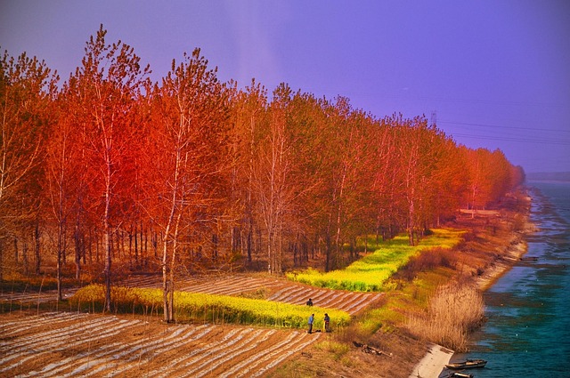 Free China Forest photo and picture