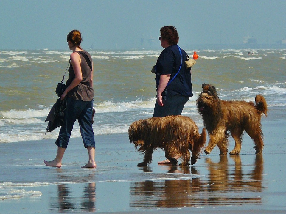 beach-391256_960_720.jpg