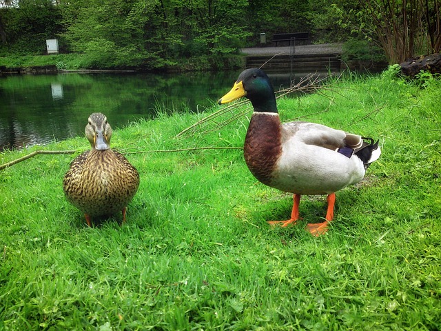 Ducks Birds Macro - Free photo on Pixabay - Pixabay
