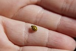 ladybug, mushroom ladybug, beetle