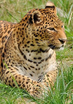 Leopard, Predator, Wildcat, Zoo Leopard, Predator, Wildcat, Zoo, Animal
