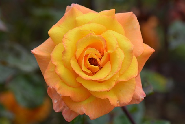 Mawar Kuning Rose Bunga - Foto gratis di Pixabay - Pixabay