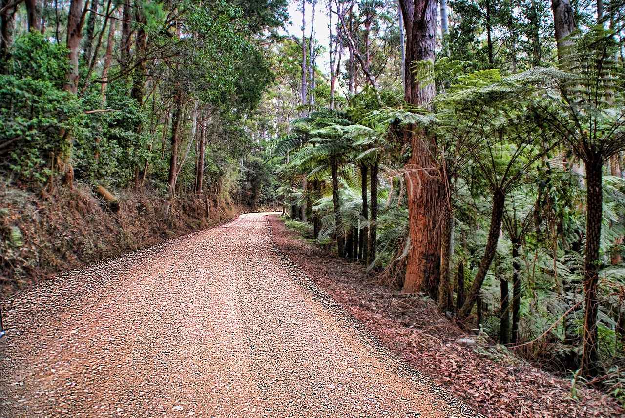 Bushland Road Dirt - Free photo on Pixabay - Pixabay