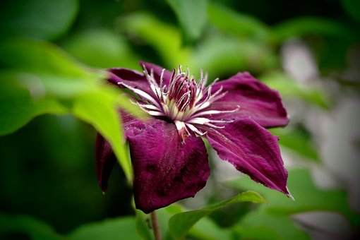 Free Flower Bloom photo and picture