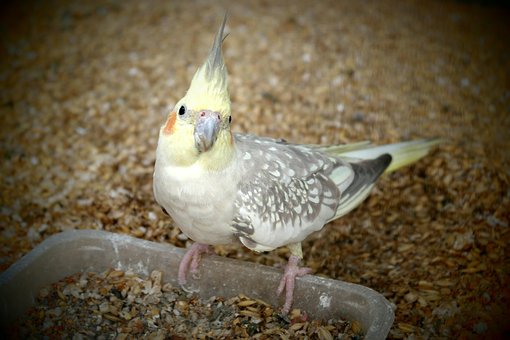 Free Cockatiel Parrot photo and picture
