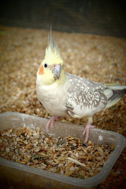Free Cockatiel Parrot photo and picture
