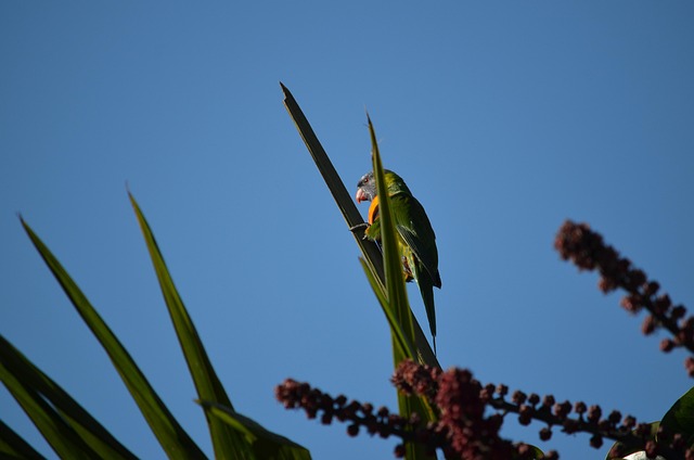 Free Rainbow Lorikeet Bird photo and picture