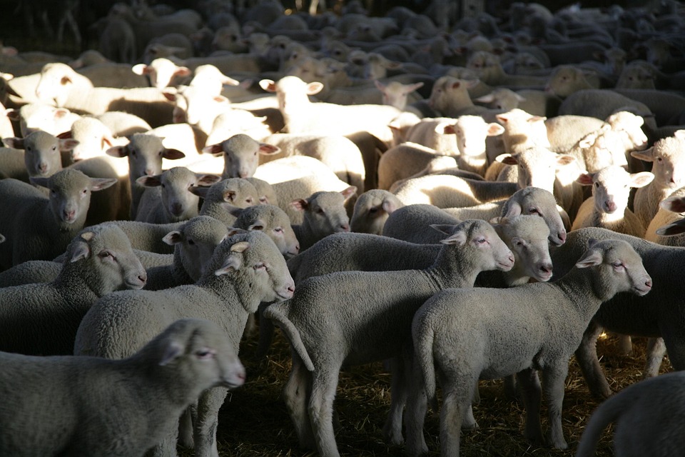 Free photo Lambs, Sheep, Livestock Free Image on Pixabay 392639